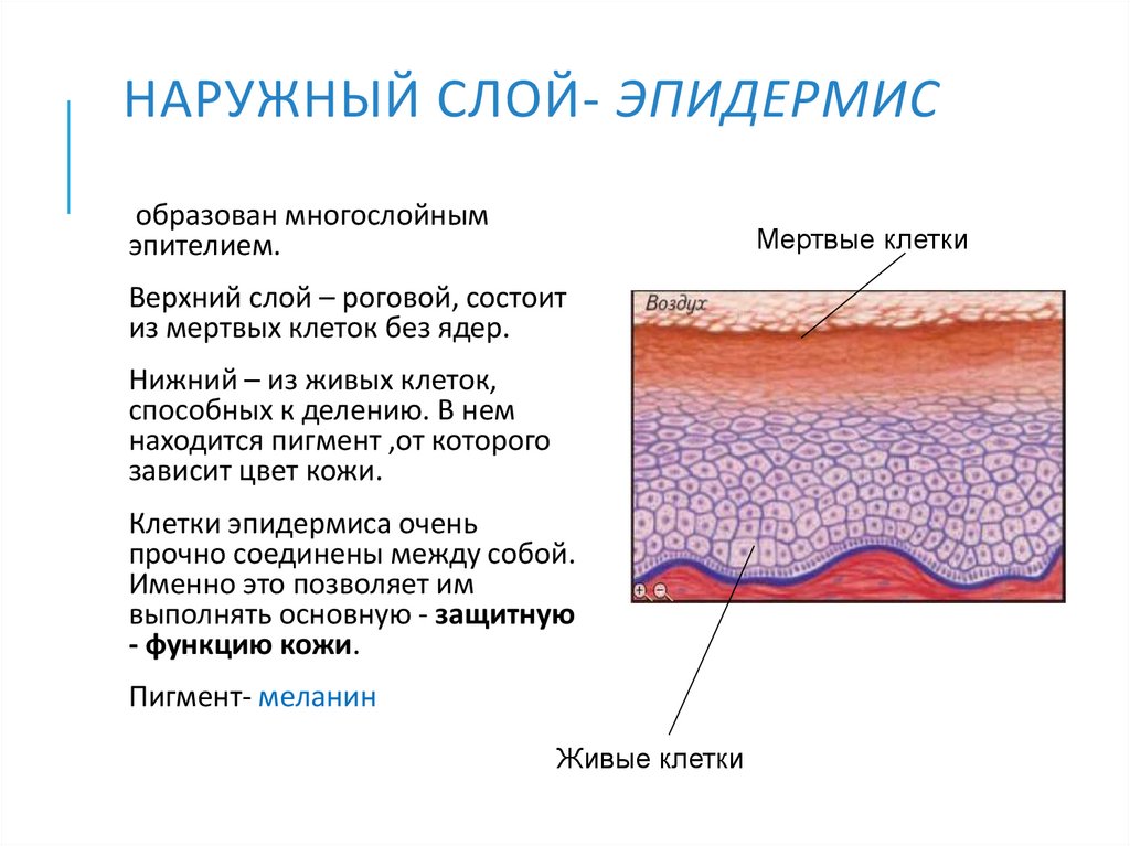 Состоит из одного слоя клеток