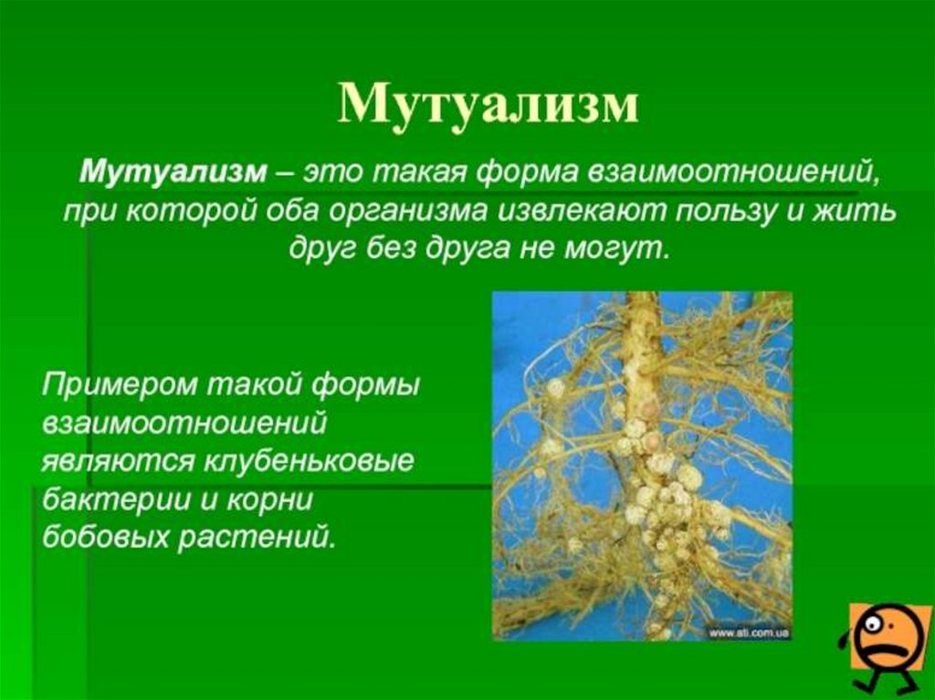 Как вы понимаете мутуализм и симбиоз. Пример мутуализма микроорганизмов. Симбиоз мутуализм. Мутуализм примеры. Мутуализм это в биологии.