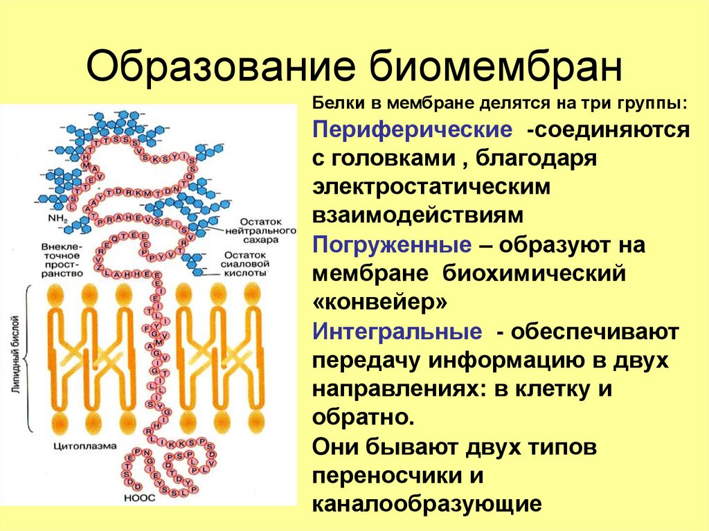Биомембраны. Биомембрана. В состав входят транспортные белки