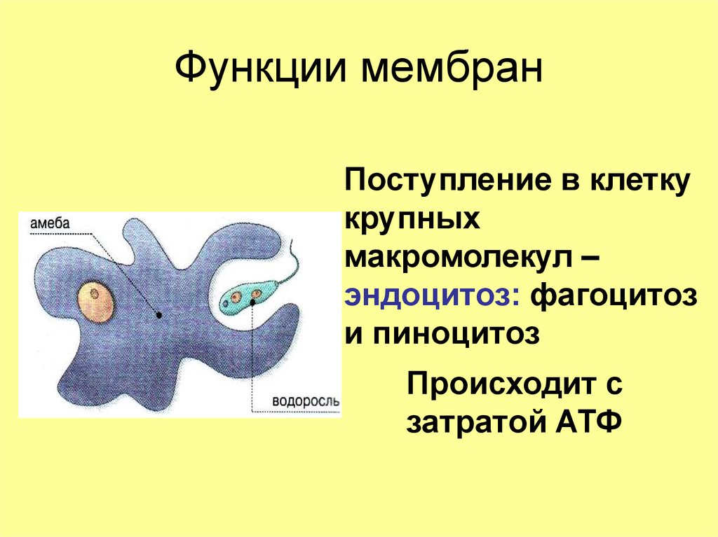 5 функций мембраны. Адгезивная функция мембран. Адгезивная функция белков мембраны. Функции мембраны фагоцитоз. Пиноцитоз амебы.