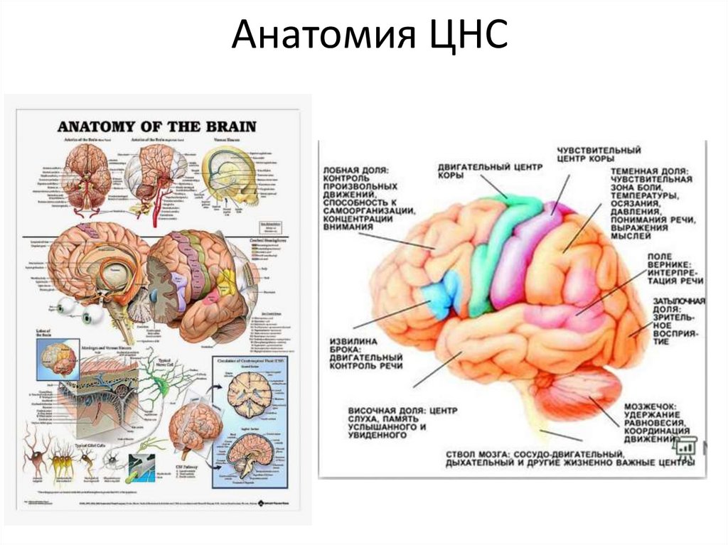 Нервный анатомия. ЦНС головной мозг строение. Строение центральной нервной системы. Анатомия ЦНС строение головного мозга. Анатомические структуры центрального отдела нервной системы:.