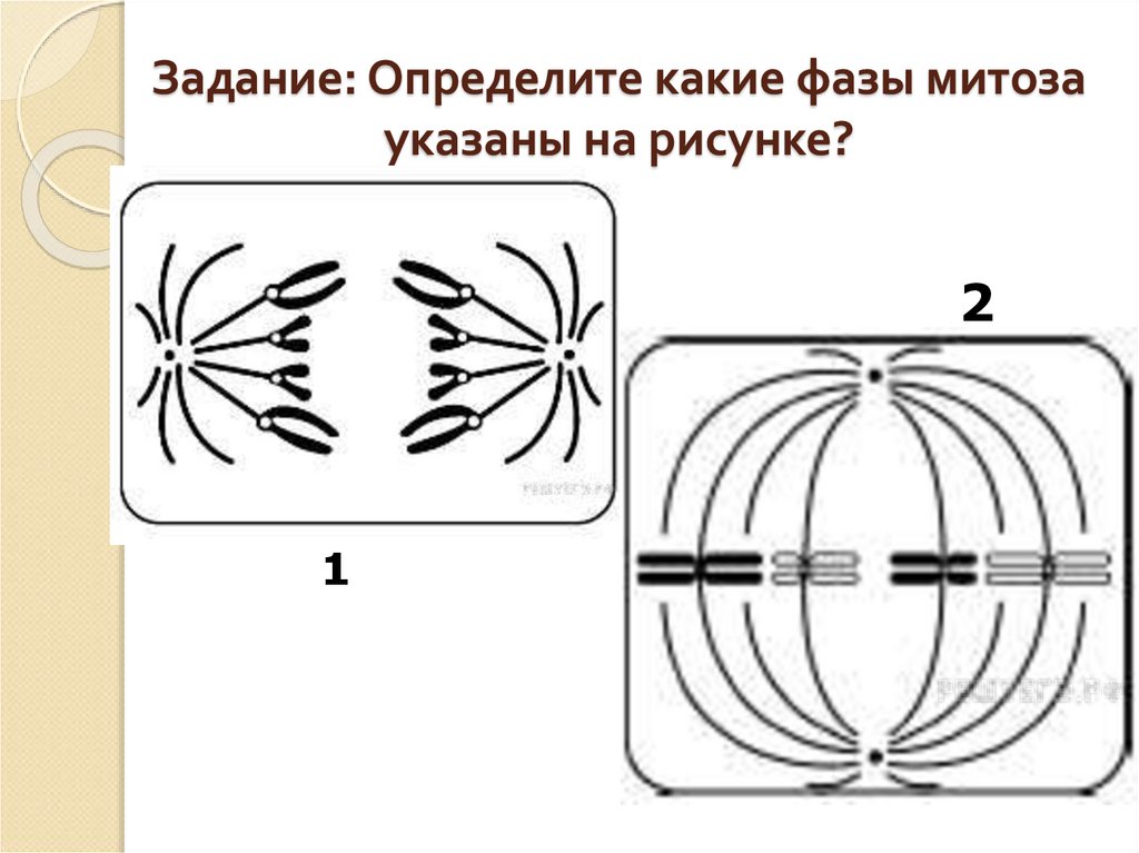 Определите тип и фазу деления клетки исходной диплоидной клетки изображенной на схеме