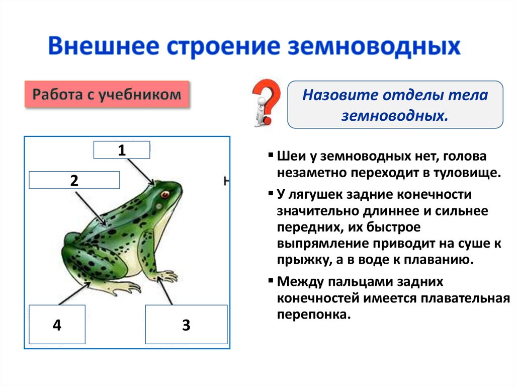 Урок биологии 8 класс общая характеристика земноводных