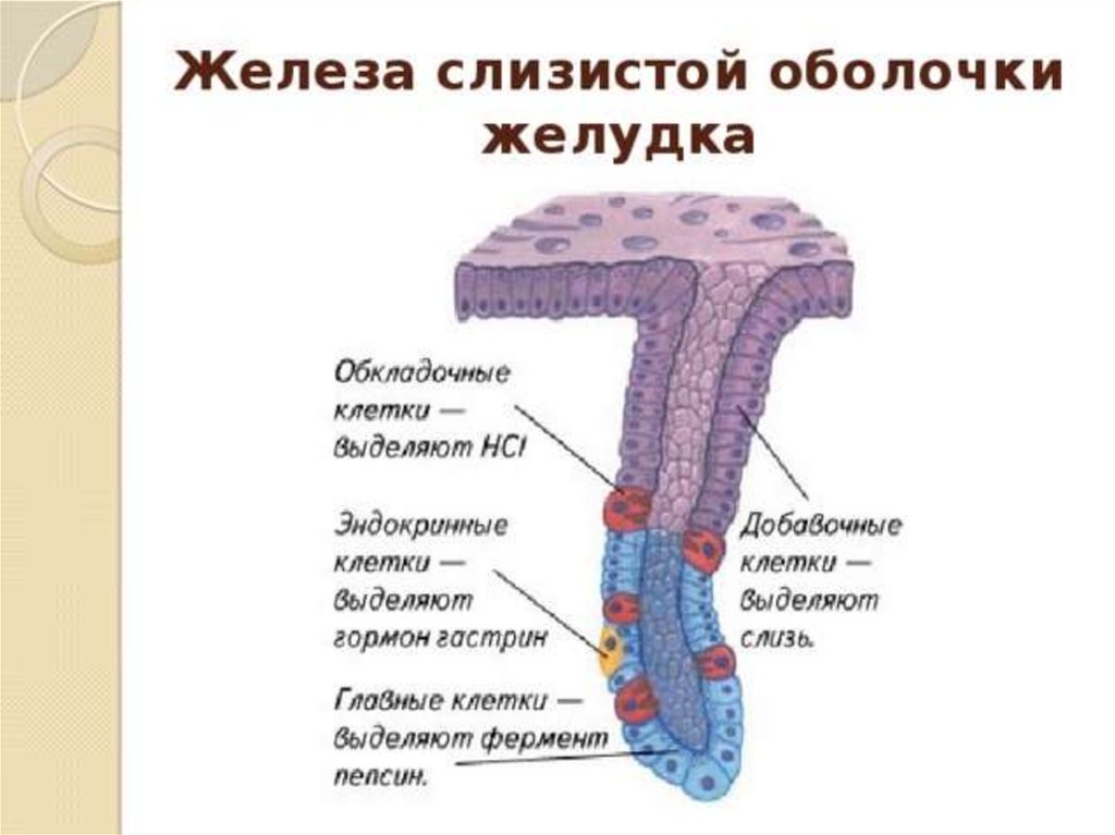 Какие железы расположены в желудке. Добавочные клетки железы желудка. Добавочные клетки слизистой желудка вырабатывают. Главные обкладочные и добавочные клетки желудка. Клетки слизистой оболочки желудка секретируют.