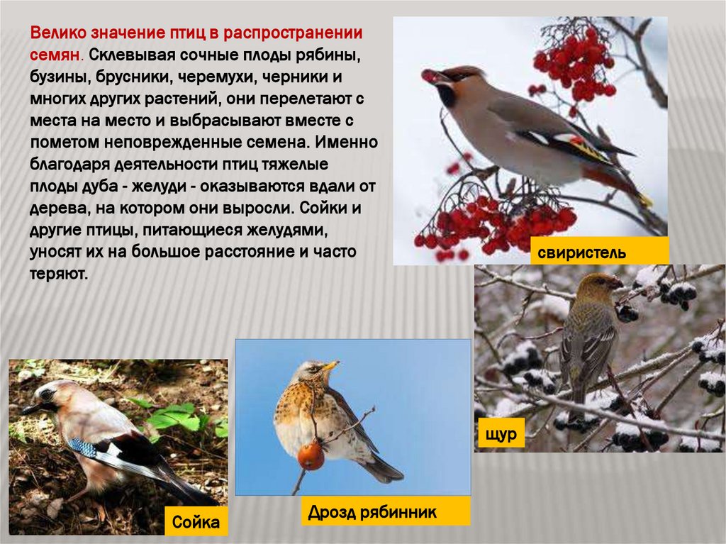 Биология 7 класс значение птиц в природе. Роль птиц в природе. Птицы в жизни человека и природы. Птицы распространяют семена растений. Значимость птиц в природе.