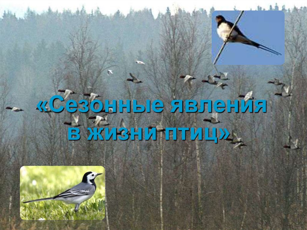 Годовой жизненный цикл и сезонные явления в жизни птиц презентация 7 класс