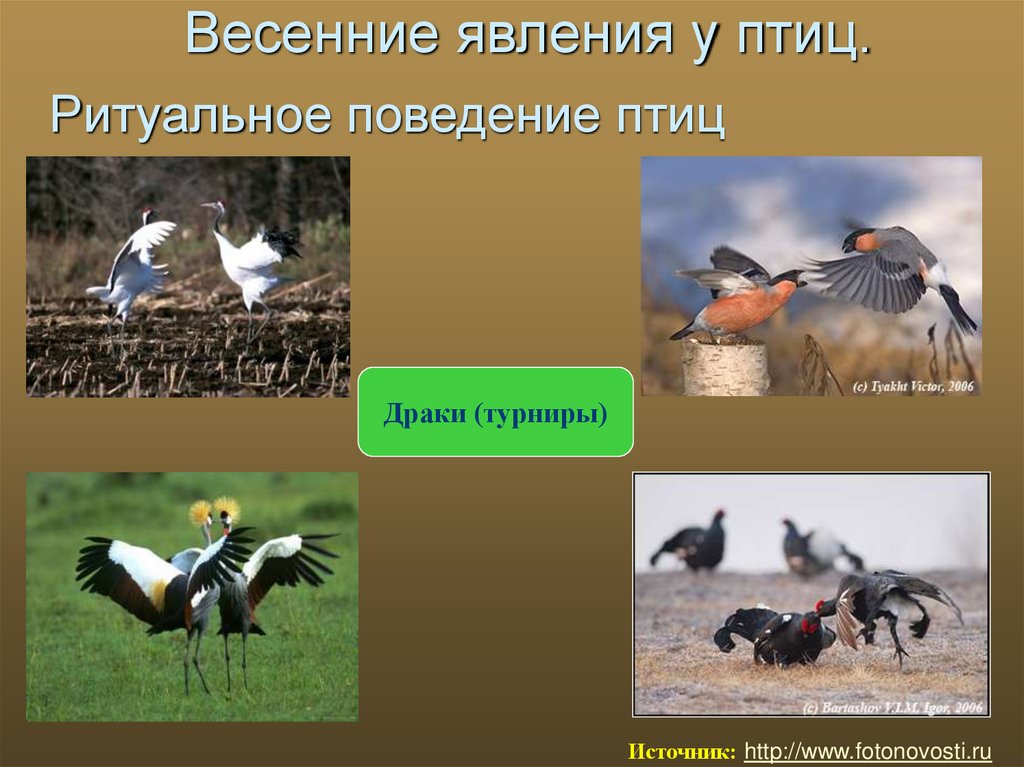 Три группы птиц по характеру сезонных переселений. Сезонные явления у птиц. Весенние явления птицы. Сезонные явления в жизни птиц весной. Весенние явления в жизни птиц.