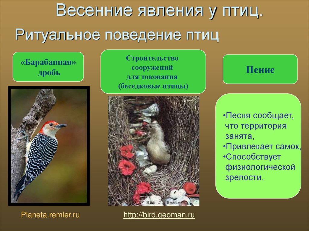 Приспособления к образу жизни птиц. Поведение птиц. Сезонные изменения птиц. Интересное поведение птиц. Сезонные явления у птиц.
