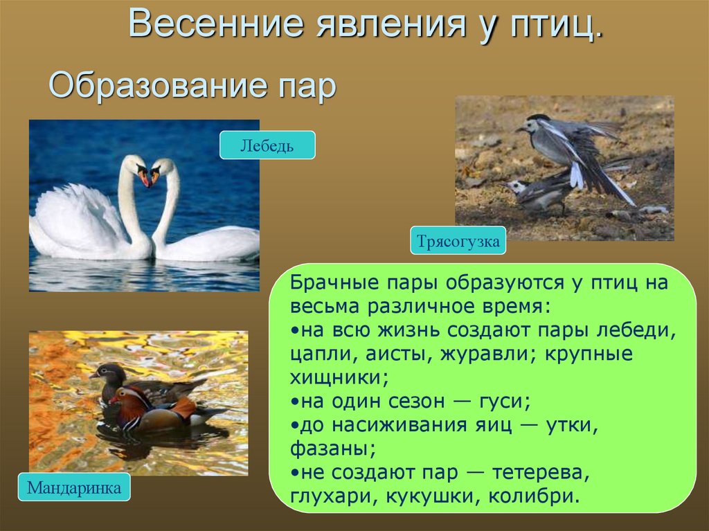 Поведение птиц 8 класс презентация. Сезонные изменения птиц. Сезонные явления в жизни птиц весной. Птицы для презентации. Весенние явления в жизни птиц.