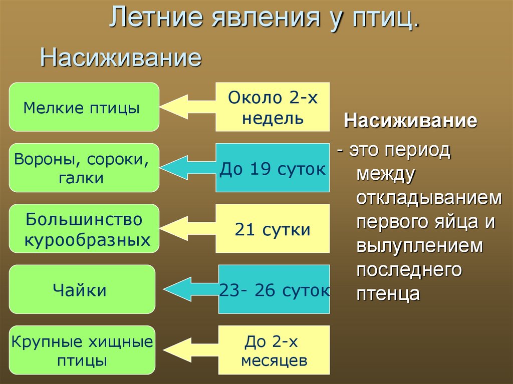 Годовой жизненный цикл и сезонные явления в жизни птиц презентация