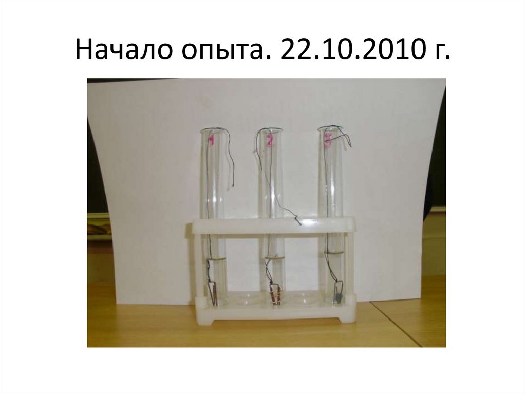 Начало опыта. 22.10.2010 г.