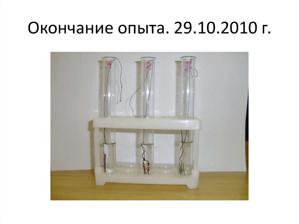 Окончание опыта. 29.10.2010 г.