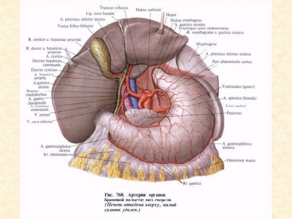 Чревный ствол и его ветви. Треугольник Кало топографическая анатомия. Кровоснабжение и иннервация желудка. Топография печени человека.