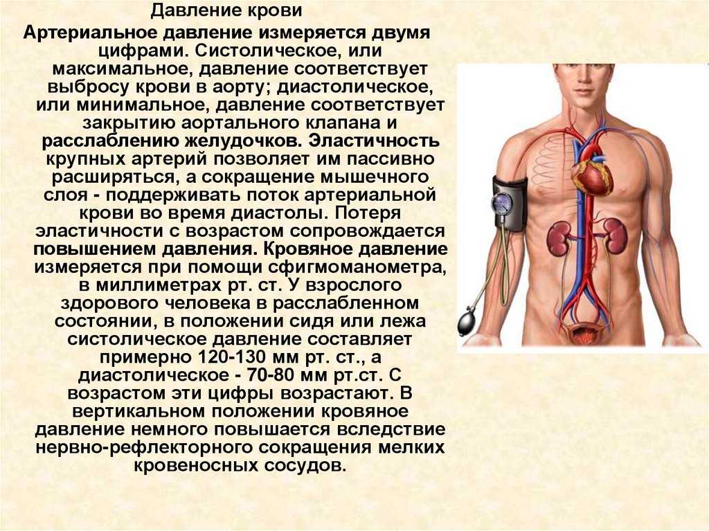 Диастолическое давление измеряется сразу после сокращения желудочков