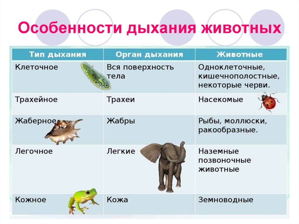 Жизнедеятельность организмов 5 класс