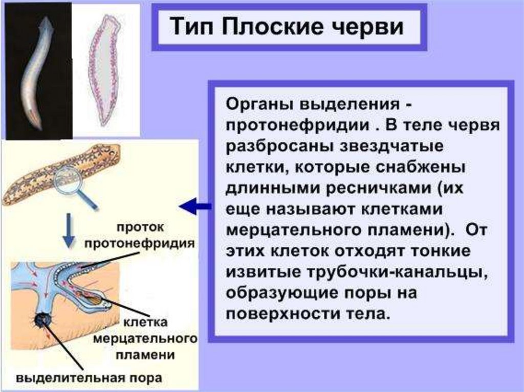 Органы выделительной системы червя. Выделительная система плоских червей 7 класс. Выделение плоских червей 7 класс биология. Тип плоские черви выделение. Выделительные трубочки протонефридии.