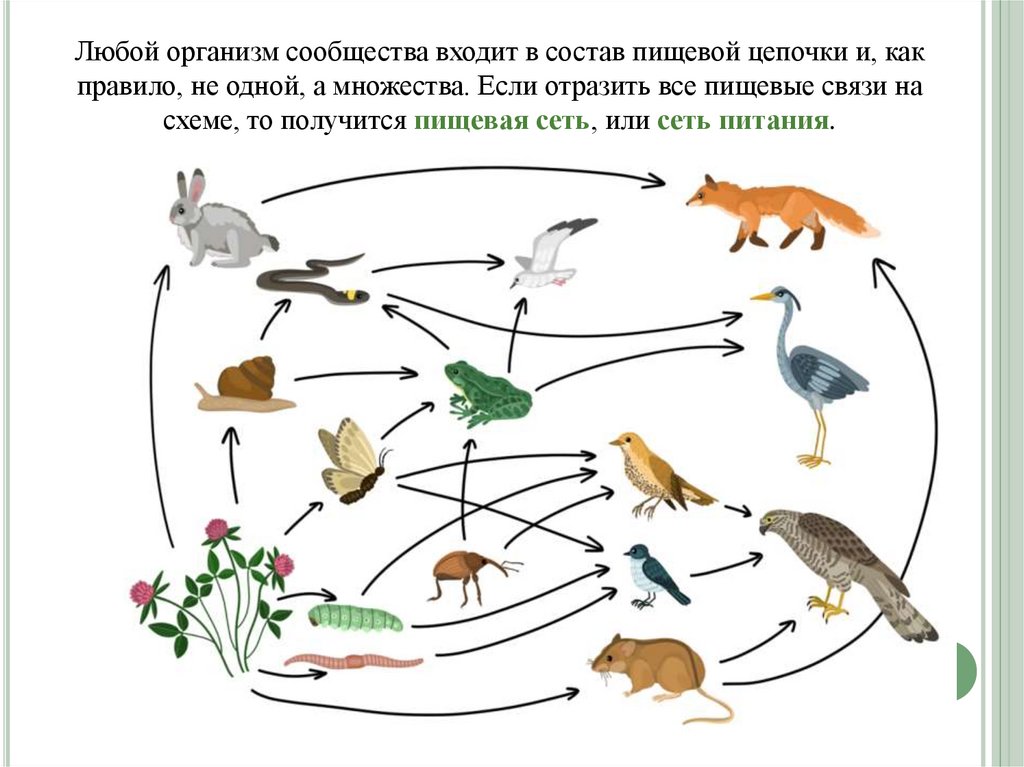 Взаимоотношения организмов в сообществе. Взаимосвязи организмов в природных сообществах. Ассоциативная цепочка в биологии. 3 Трехуровневые Цепочки биология.