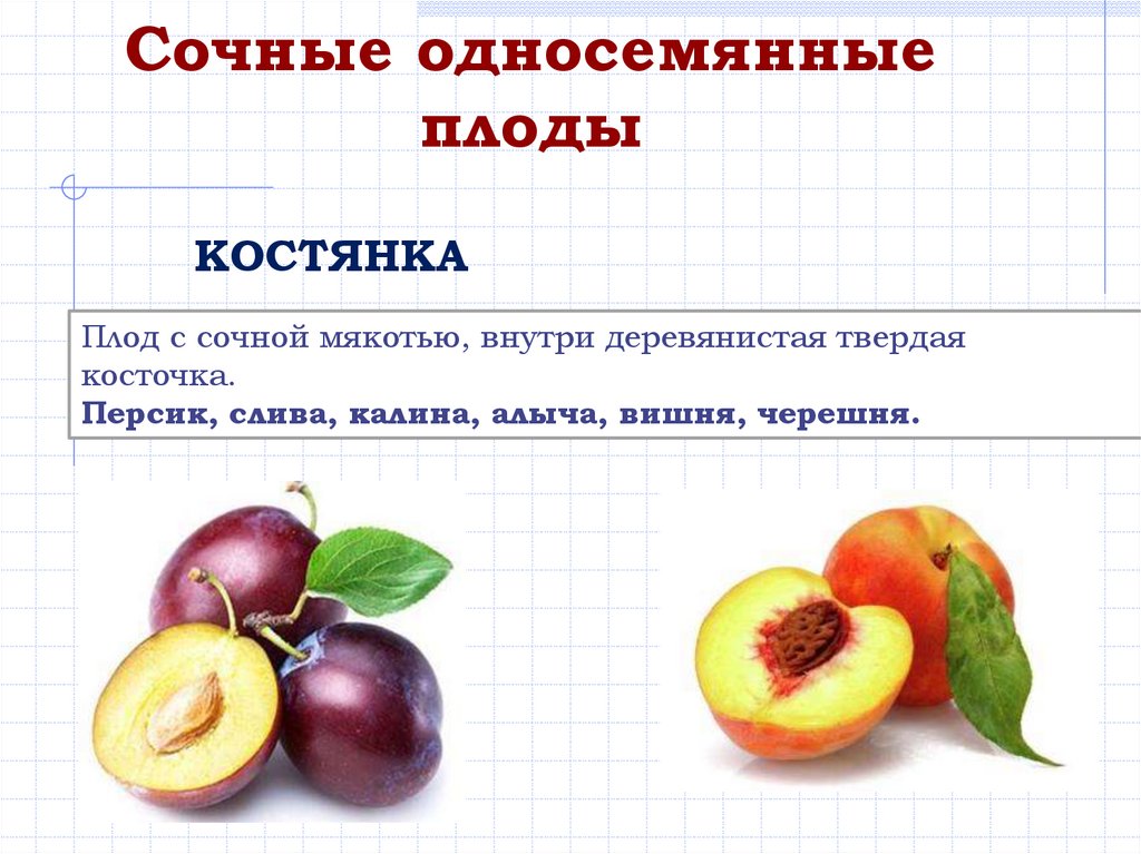 Сочные односемянные плоды. Сочные плоды односемянные и многосемянные. Яблоко односемянный или многосемянный плод. Груша односемянный или многосемянный плод.