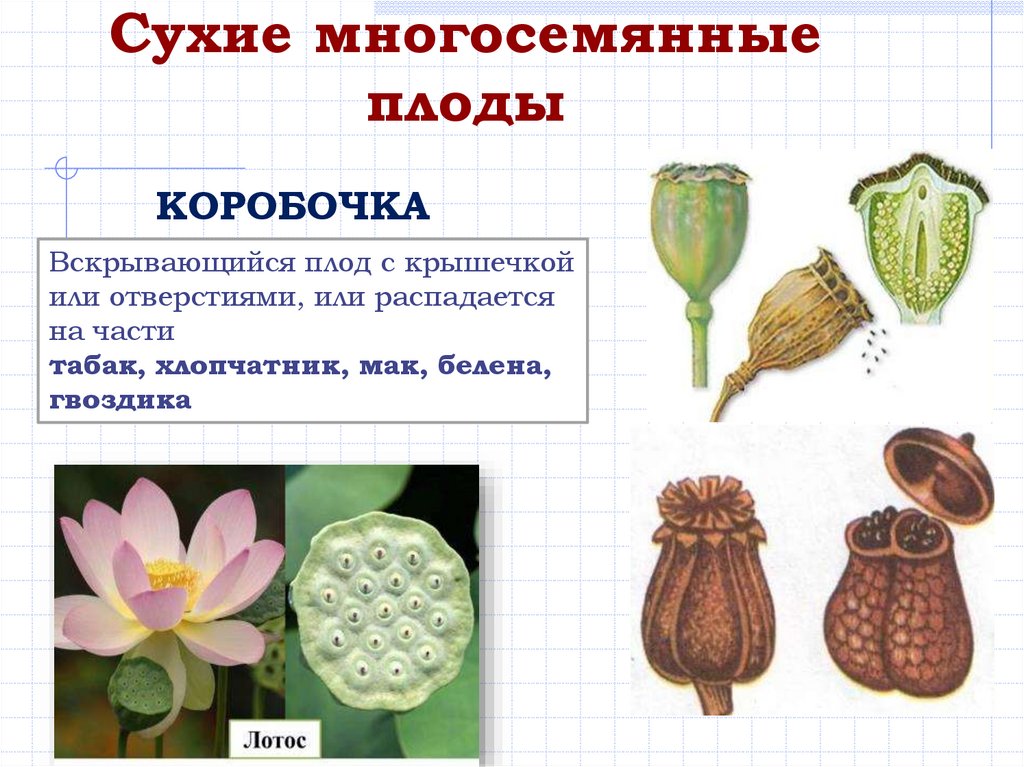 Укажите рисунок на котором изображен сухой многосемянный плод