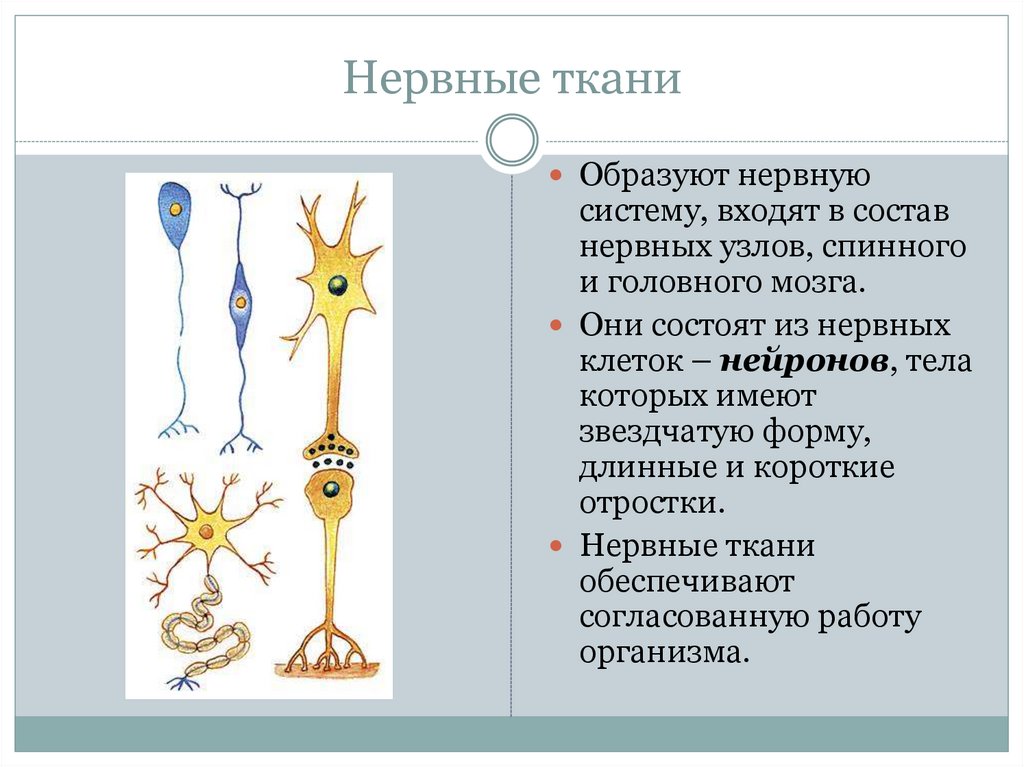 Нервные узлы и нейрон. Нервы и нервные узлы образуют. Состав нервной ткани. Нервные узлы образованы из нервных клеток. Чем образована нервная ткань.