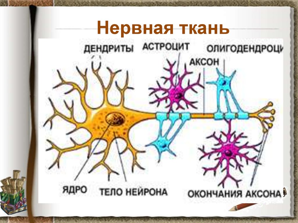 Нервная ткань органы