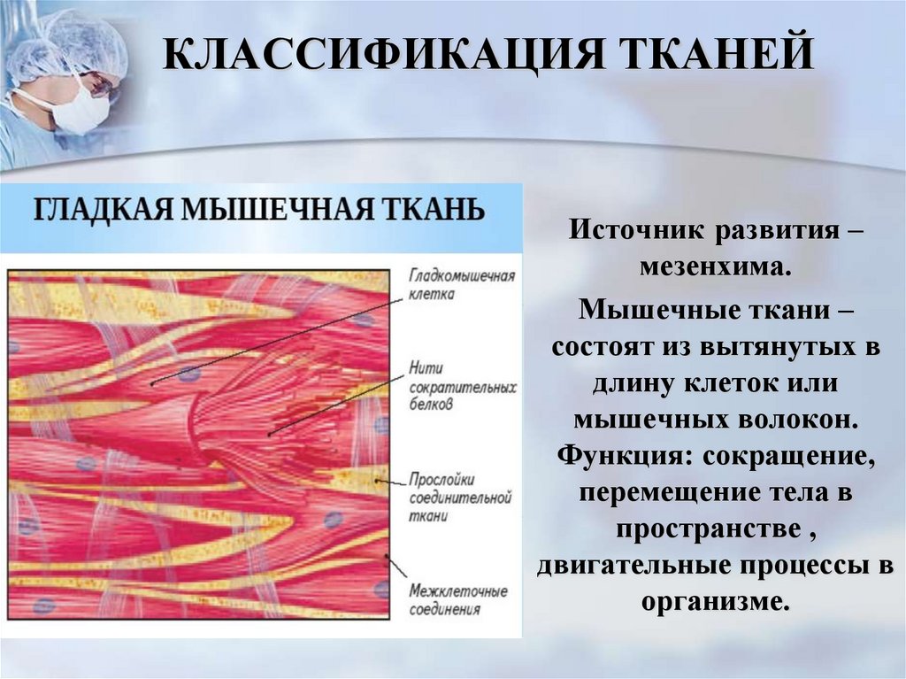 Дайте понятие ткани. Классификация мышечной ткани. Гладкая ткань функции. Классификация тканей. Классификация тканей презентация.