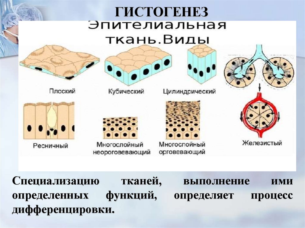 Эпителиальная ткань схема