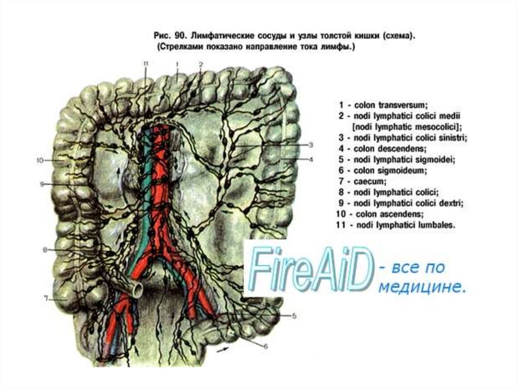 Узелки в кишках. Лимфатическая система кишечника. Лимфатические узлы тонкой кишки. Лимфатическая система кишечника человека схема. Лимфоотток тонкой кишки схема.