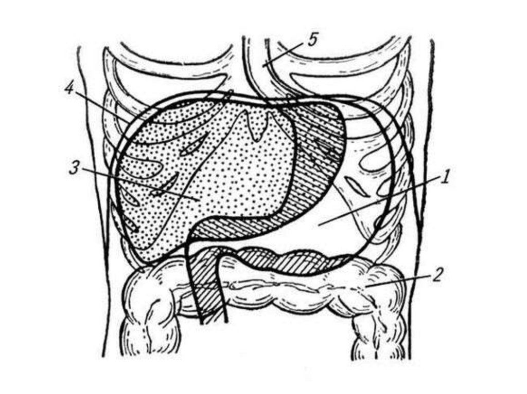 Брюшная полость желудок. Расположение желудка в брюшной. Желудок схематичное расположение. Расположение желудка в брюшной полости человека. Схема расположения желудка в человеке.
