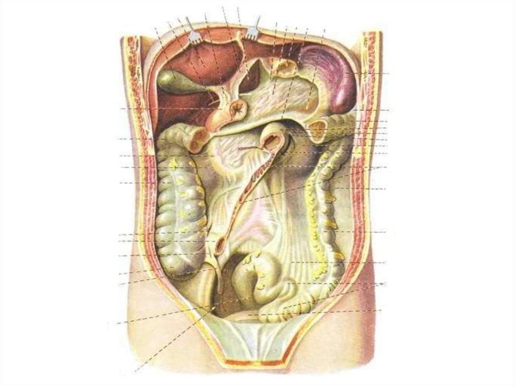 Брюшная полость 1