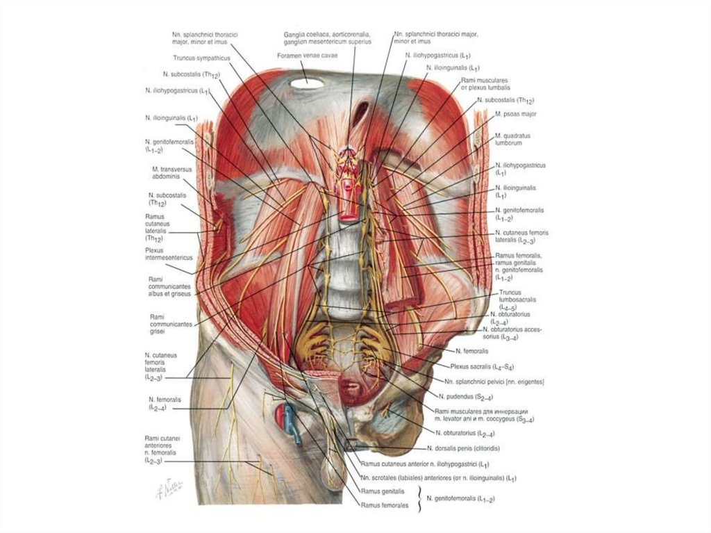 Брюшное пространство. Нервы задней стенки брюшной полости. Стенки брюшной полости анатомия. Нервы брюшной полости анатомия. Нервы в брюшной полости человека.