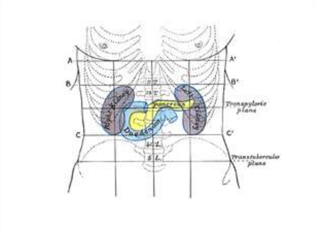 Голотопия. Проекция поджелудочной железы на переднюю брюшную стенку. Голотопия поджелудочной железы. Проекция 12 перстной кишки на переднюю брюшную. Проекция почек на переднюю брюшную стенку.