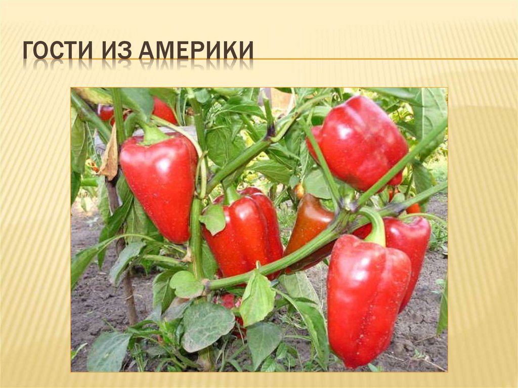 Откуда к нам пришли культурные растения - презентация онлайн