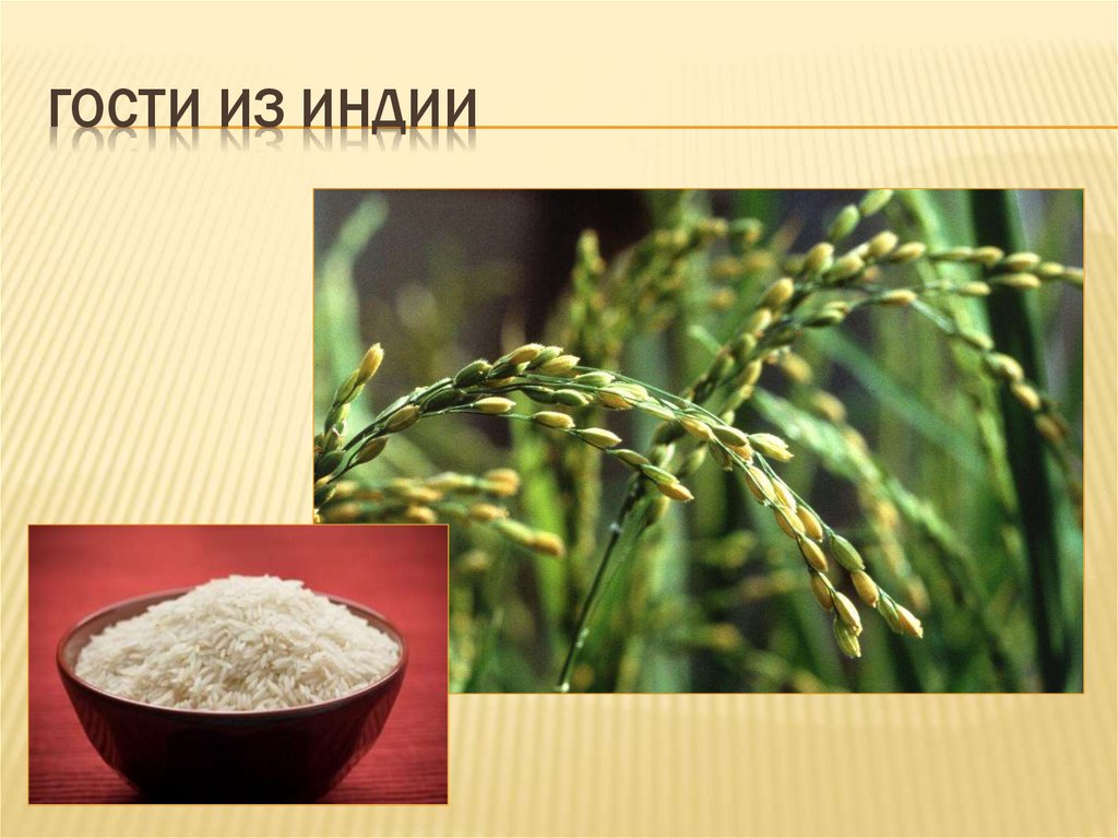 Откуда к нам пришли культурные растения - презентация онлайн