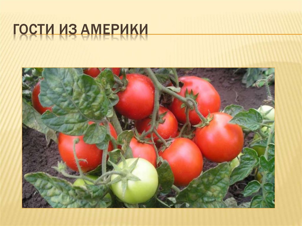 Откуда к нам пришли культурные растения - презентация онлайн