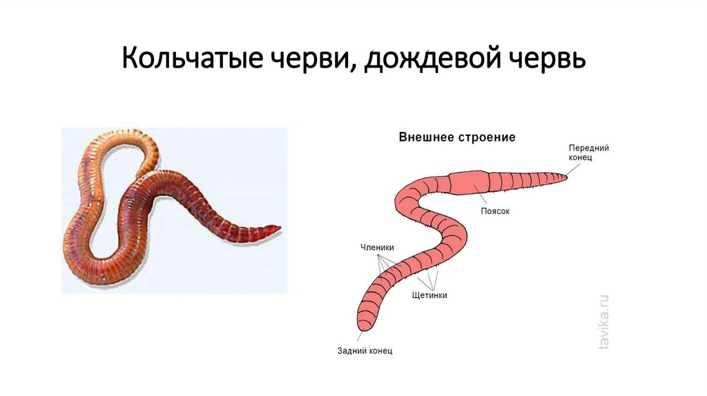 Строение червя. Кольчатые черви, дождевой червь - презентация онлайн