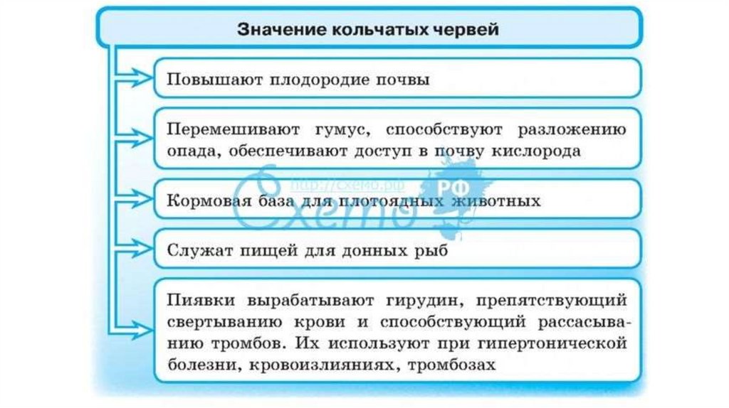 Значение червей в природе и жизни человека. Значение кольчатых червей в природе и жизни человека. Значение кольчатых червей 7 класс схема. Значение кольчатых червей в природе. Кольчатые черви значение в природе и жизни человека.