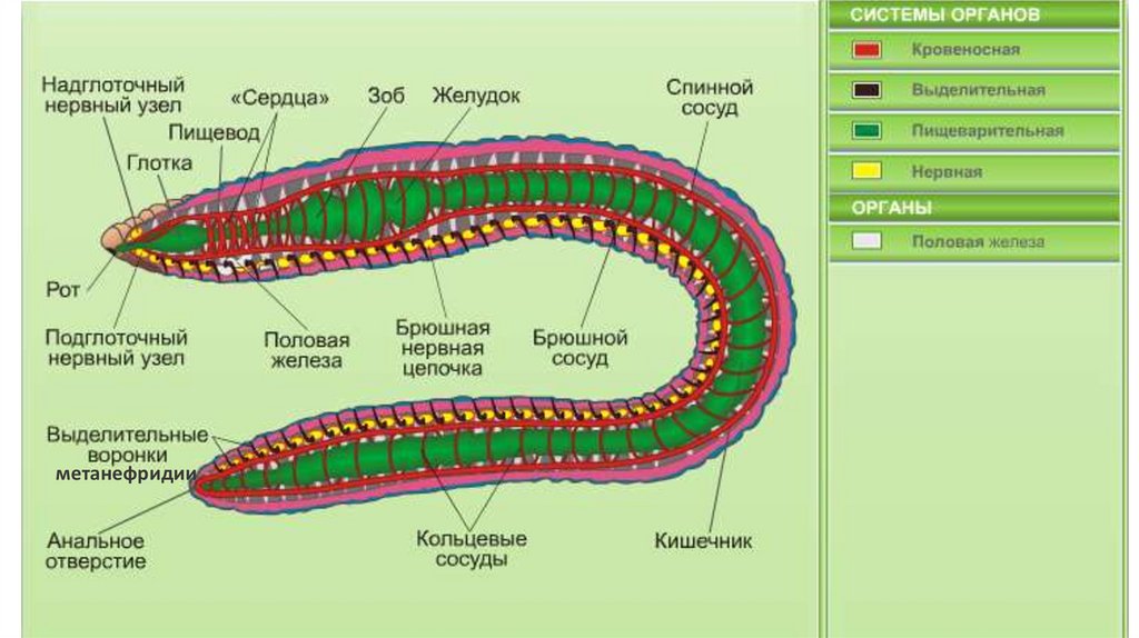 Тело дождевого червя имеет. Схема внутреннего строения дождевого червя. Схема строения дождевого червя рисунок. Системы органов дождевого червя на рисунке. Пищеварительная система червя схема.