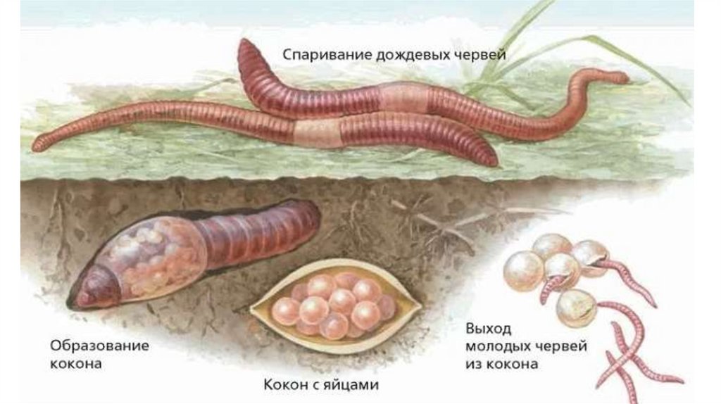 Размножение дождевого червя схема