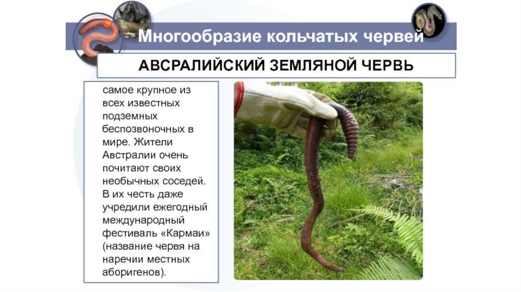 Сообщение о червях. Интересное о червях. Интересная информация о дождевых червях. Интересные факты о дождевом черве. Интересные факты о земляных червях.