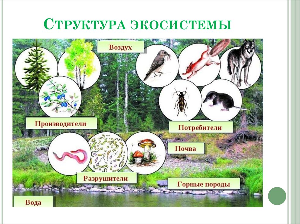 Природное сообщество лук. Структура экосистемы. Видовая структура экосистем. Взаимосвязи организмов в природных сообществах. Схемы пищевых цепей в смешанном лесу.