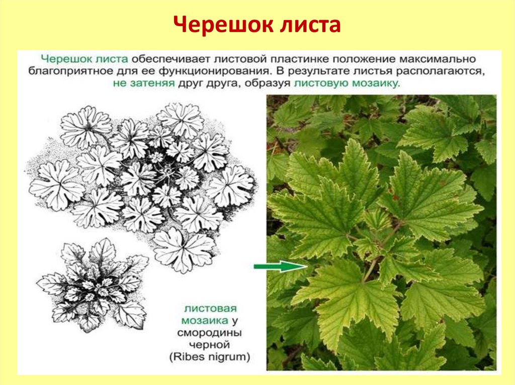 Жилкование листьев земляники