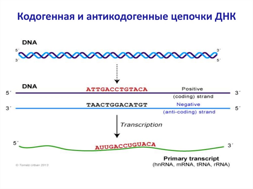 Транспорт наследственной информации. Кодогенная цепь ДНК это. Кодогенная цепь название. Путь реализации генетической информации. Ведущая цепь ДНК.