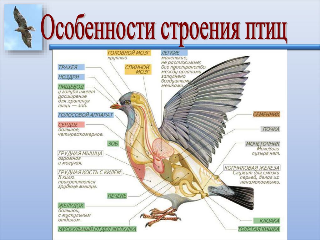 Внешнее и внутреннее строение птицы биология 7 класс презентация