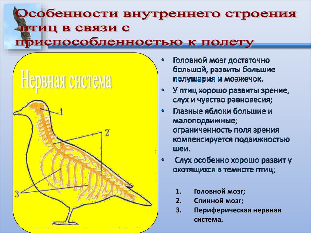 План внутреннее строение птиц