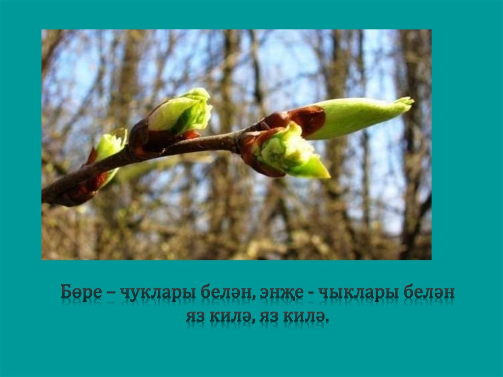 Бөре – чуклары белән, энҗе - чыклары белән яз килә, яз килә.