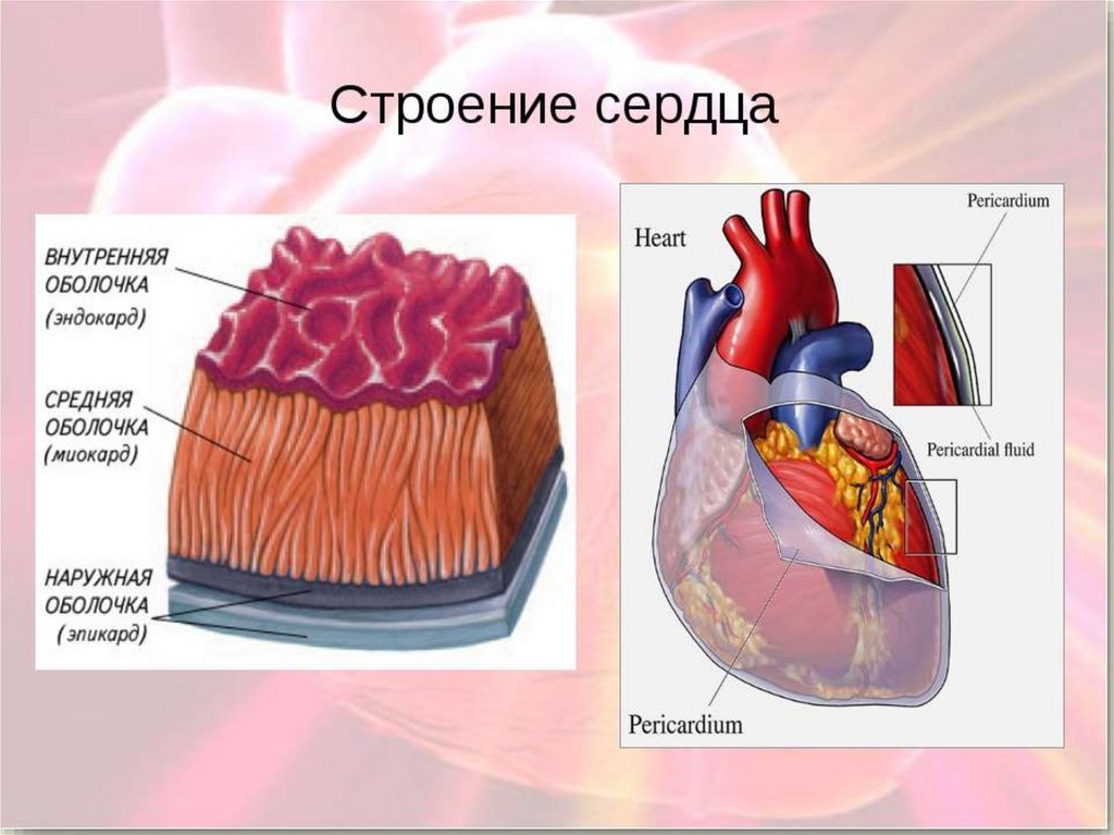 Какая структура сердца человека изображена на рисунке. Строение сердца 8 класс биология. Структура сердца человека. Строение и работа сердца.