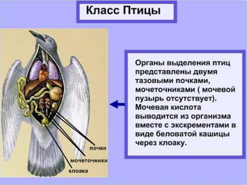 7 класс органы. Выделительная система птиц биология 6 класс. У позвоночных животных основной орган выделения это. Система выделения у животных. Выделение это в биологии.