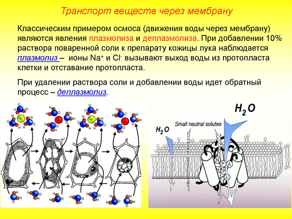 Функция транспорт веществ клетки. Механизмы транспорта воды через мембрану. Транспорт воды через плазматическую мембрану. Транспорт воды через клеточную мембрану. Транспорт воды через мембрану клетки.