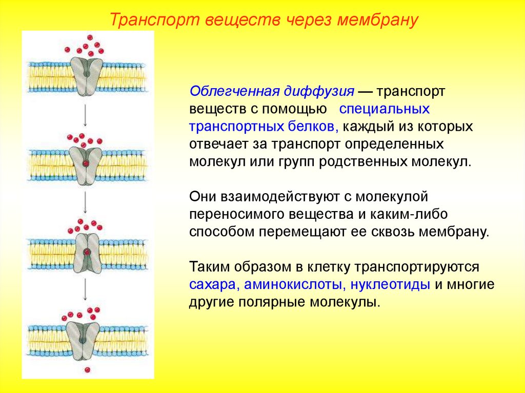 Транспорт мембраны клетки. Мембранный транспорт пассивный активный облегченный. Облегченная диффузия – транспорт веществ. Диффузия транспорт веществ через мембрану. Транспорт веществ через мембрану облегченная диффузия.